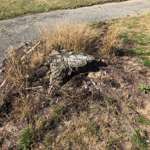 Stump Grinding Herne Bay