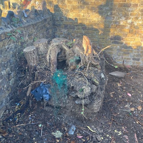 Stump Grinding Minster Thanet