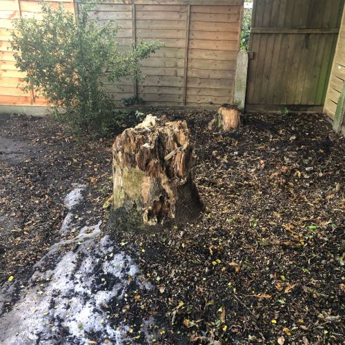Stump Grinding Folkestone