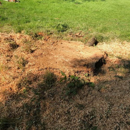 Stump Grinding Selling Faversham