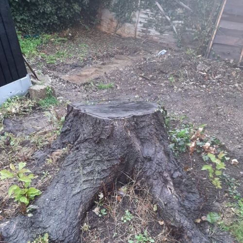 Stump Grinding Thanet