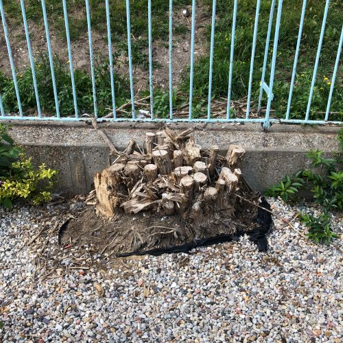 Stump Grinding Dover