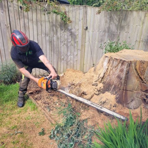 Stump Grinding Ashford